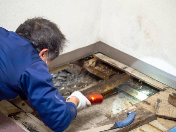 Best Attic Mold Removal  in Sunny Isles Beach, FL