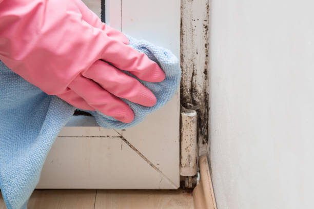 Best Commercial Mold Removal  in Sunny Isles Beach, FL